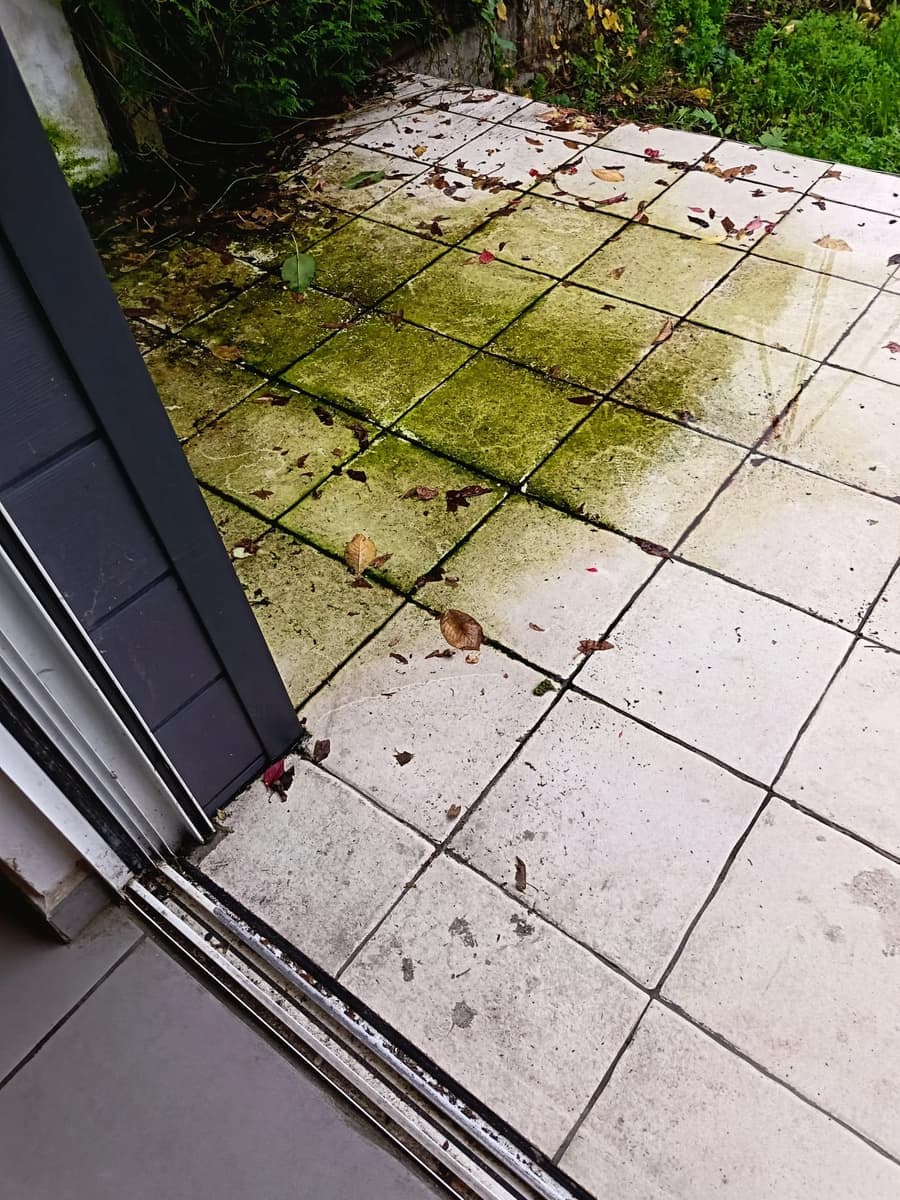 Terrasse en dalles claires couverte d'une plaque de mousse vert-jaune et de feuilles mortes